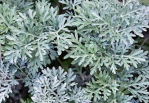 LIJEČI NESANICU, KURJE OČI, GLJIVICE I BAKTERIJE: Spremite čaj od ove moćne biljke