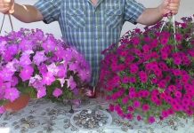 Činite čuda s cvjetnim rješenjima – ovo će cvjetati cijelo ljeto: Ostvarite obilno cvjetanje sa samo 1 sastojkom