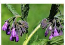 LJEKOVITA MOĆ GAVEZA: KAKO OVA BILJKA MOŽE POMOĆI VAŠEM ZDRAVLJU