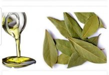 LOVOROVO ULJE KAO LIJEK: Izuzetno moćan lijek dobijete kada lovorov list preliete maslinovim uljem