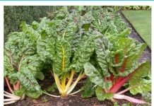 PRIRODNI LIJEK ZA BEŠIKU I BUBREGE: Jedite 200 Grama ove biljke dnevno, bolja je od bilo kojeg antibiotika