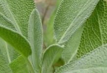 OVA LJEKOVITA BILJKA JE SVUDA A NE PRIMJEĆUJEMO JE! Bog je mislio na sve!