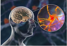 NAJBOLJA NAMIRNICA PROTIV DEMENCIJE, MNOGI JE RIJETKO KAD JEDU: Hrani mozak i čuva pamćenje, JEDITE JE JEDNOM SEDMIČNO