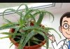 Svi moraju znati šta Aloe Vera može učiniti kada je stavite u zamrzivač: 12 SATI JE DOVOLJNO!