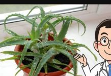 Svi moraju znati šta Aloe Vera može učiniti kada je stavite u zamrzivač: 12 SATI JE DOVOLJNO!