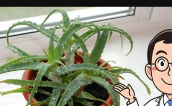 Svi moraju znati šta Aloe Vera može učiniti kada je stavite u zamrzivač: 12 SATI JE DOVOLJNO!
