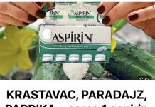 KRASTAVAC, PARADAJZ, PAPRIKA – samo 1 aspirin i berba na kante do zime!