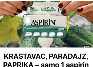 KRASTAVAC, PARADAJZ, PAPRIKA – samo 1 aspirin i berba na kante do zime!