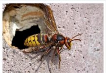 U slučaju da doživite ubod stršljena, hitno djelovanje je ključno za očuvanje vašeg zdravlja i sprječavanje eventualnih alergijskih reakcija.