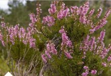 “Moćni rastvarač svih vrsta kamenaca”: Svakodnevno pijte ČAJ od OVE BILJKE nekoliko sedmica i osjetit ćete promjenu
