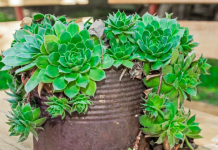 SVAKOG JUTRA PRIJE DORUČKA JELA JE LIST ČUVARKUĆE: Evo šta joj se desilo poslije mjesec dana