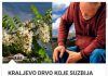 KRALJEVO DRVO KOJE SUZBIJA REUMATSKE BOLOVE, ZUBOBOLJU, GASTRITIS, ČIR NA ŽELUCU, MIGRENU!