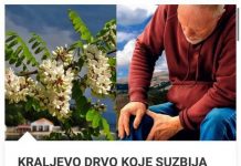 KRALJEVO DRVO KOJE SUZBIJA REUMATSKE BOLOVE, ZUBOBOLJU, GASTRITIS, ČIR NA ŽELUCU, MIGRENU!