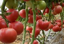 Priprema je trajala samo 5 MINUTA! Napokon sam naučio da čuvam paradajz tokom CIJELE GODINE. Čak i zimi ću ih pojesti svježe!