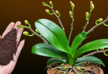 Dovoljna je žličica JEDNA: Orhideja će za nekoliko dana čudesno donijeti mnogo cvjetova!