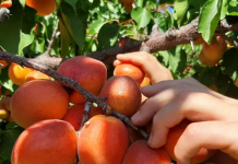 Ova grupa ljudi nikako ne sme da jede kajsije: Koliko god zdrave bile, njima može napraviti haos u organizmu