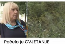 Počelo je CVJETANJE AMBROZIJE! Evo kako da UBLAŽITE SIMPTOME i kada da krenete sa TERAPIJOM