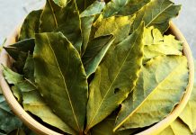 Stavite 1 lovorov list na noge i više ne morate trošiti novac u apoteci (Da li ste to znali?)