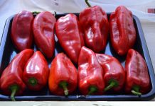 ISCURIO RECEPT STAR 73 GODINE: Ovako se prave najbolje pečene paprike sa juga Srbije, stigle direktno iz Vranja