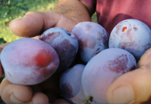 Zašto je dobro da stariji od 60 godina jedu šljive