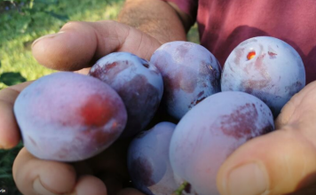 Zašto je dobro da stariji od 60 godina jedu šljive