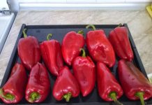 KISELE PUNJENE PAPRIKE ZA ZIMU…MUŽ KAŽE BOLJE NEGO U RESTORANU