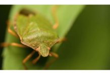 POČELA VELIKA INVAZIJA SMRDIBUBA: 3 provjerena načina da ih otjerate jednom zasvagda – rješava stvar u sekundi