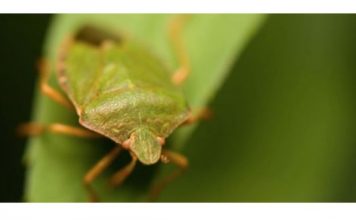 POČELA VELIKA INVAZIJA SMRDIBUBA: 3 provjerena načina da ih otjerate jednom zasvagda – rješava stvar u sekundi