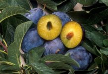 Evo šta će vam se desiti u tijelu ako pojedete danas 12 šljiva