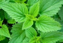 SIRUP OD KOPRIVE ČINI ČUDA ORGANIZMU (RECEPT)