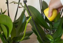 URADITE OVO ORHIDEJAMA I NOVE GRANE I LISTOVI ĆE KRENUTI: Stalno će cvjetati, a orhideja će biti zdrava i prelijepa