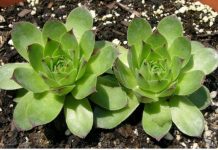 Čirevi, bradavice, upalne akne i pege mogu postati deo prošlosti: Za svega 10 minuta pripremite moćnu mast od čuvarkuće