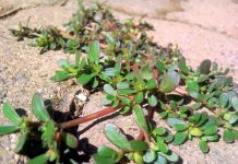 BOGATA JE OMEGA 3 KISELINAMA, KALCIJUMOM I ŽELJEZOM: Biljka koja svuda raste, a mnogi je uništavaju kao KOROV