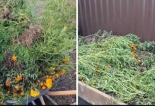 U jesen, NIKADA ne uništavajte ovo uvelo cvijeće: Iznenadit ćete se kakvu divnu stvar mogu učiniti u vašoj bašti, i to besplatno!