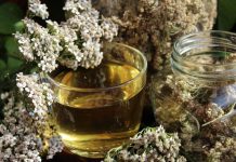 TRAVARKA MILICA PREPORUČUJE – KO MUKU MUČI SA CRIJEVIMA I ŽELUCEM OVA BILJKA ĆE MU POMOĆI