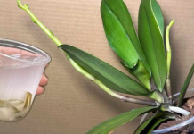 0rhideje će cvjetati cijele godine ako ih zalijete 0vim ČUD0M prirode: CVAT ĆE NEPRESTANO!