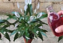 Samo ga sipajte u saksju i cvijet cvjeta skoro N0N-ST0P: Nema bolesti, imamo 5 puta više lijepih listova i cvjetova!