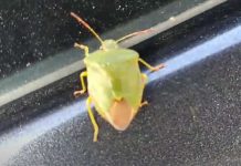 Ovih dana smrdibube baš navalile: Mnogi tvrde da je ovaj rastvor najdjelotvorniji – TREBAJU VAM SAMO 2 SASTOJKA IZ VAŠE KUHINJE