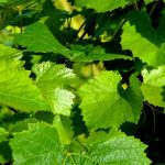 vine-leaves-2000x1190_59d33c30a92f5-768×457
