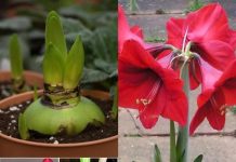 Amarilis cvjeta i do 75 puta, evo kako ga uzgojiti i svi će voljeti vaš dom: Evo u čemu je tajna