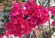 Evo kako da vam cveće u vazi traje što duže: Profesionalni baštovani koriste samo jedan trik