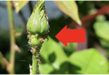 Jednostavnim dodavanjem jedne žličice vode na litru, čak i suhi štapić može se čudesno ukorijeniti – pametan trik koji se prenosi kroz generacije vrtlara.