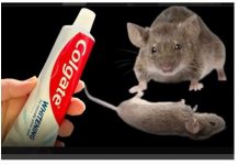 TRIK da se trajno riješite pacova i miševa u kući pomoću paste za zube: Neće se više približiti kući!