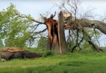 Kako hrast biva pogođen gromom, duboki utjecaj koji ima na život ove osobe za njega postaje transformativno iskustvo.