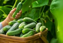 Baka prskala krastavce i nikad nisu uvenuli: ovo je samo mali dodatak vašoj kuhinji!