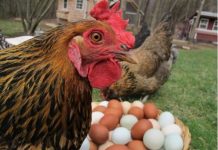 Kokoši će NOSITI 2 puta više jaja: Tajne o kojima iskusni farmeri šute!
