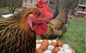 Kokoši će NOSITI 2 puta više jaja: Tajne o kojima iskusni farmeri šute!