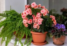 Probali smo, stvarno radi: Ulje iz apoteke rastvorite u vodi i gledajte kako cveće pred vašim očima buja i raste