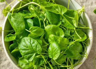 Ova biljka je proglašena NAJZDRAVIJOM NA SVIJETU, a raste i kod nas: EVO ZA ŠTA JE MOŽETE KORISTITI