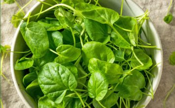 Ova biljka je proglašena NAJZDRAVIJOM NA SVIJETU, a raste i kod nas: EVO ZA ŠTA JE MOŽETE KORISTITI